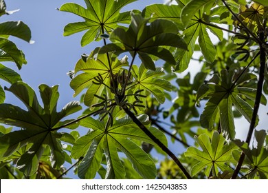 Trumpet Tree Cecropia Peltata Mexico