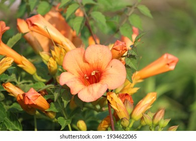 Trumpet Vine Is Chinese  Flower