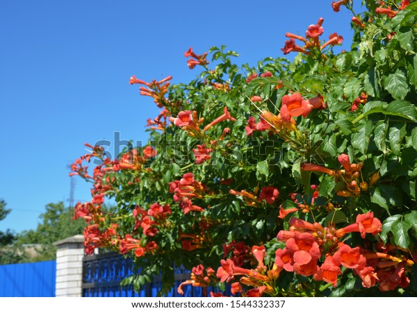 Trumpet vine flowers on house fence. Campsis\
radicans, trumpet vine or trumpet creeper, also known as cow itch\
vine or hummingbird\
vine