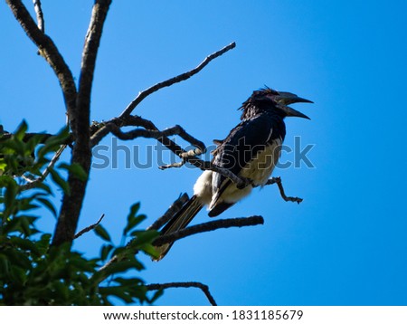 A trumpeter hornbill sits in a fig tree in a farm garden in the KwaZulu-Natal Midlands, South Africa
