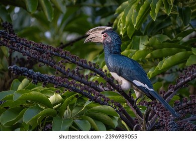 A Trumpeter Hornbill sitting in a green palm tree.