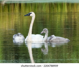 Trumpeter Swain Swimming with Cygnets - Shutterstock ID 2204788909