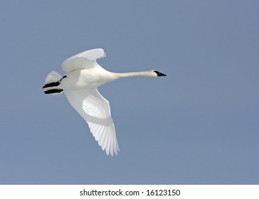 Trumpeter Swan