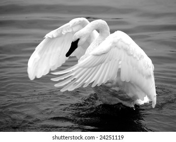 Trumpeter Swan