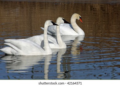 Trumpeter Swan