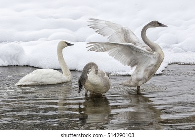 Trumpeter Swan