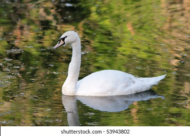 Trumpeter Swan