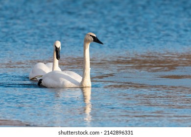 Trumpeter Swan Couple Swimming On Icy Lake, It`s Huge White Bird With Long Neck And All-black Bill. 