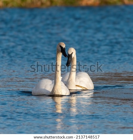 Trumpeter Swan couple swimming on icy lake, it's huge white bird with long neck and all-black bill.
