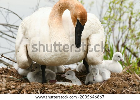 Trumpeter swan with cygnets in nest as she checks on them.