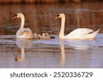 Trumpeter swan (Cygnus BUCCINATOR), RED Rocks Lake NWR,Montana