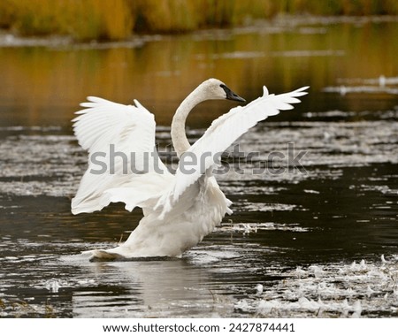 Trumpeter swan (cygnus buccinator) stretching its wings on a pond, tok cutoff, alaska, united states of america, north america