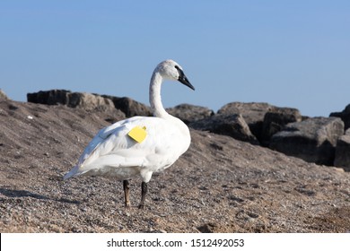 Trumpeter Swan (Cygnus Buccinator) With Tracking Tag On A Beach