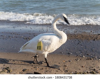 Trumpeter Swan (Cygnus Buccinator) With Tracking Tag On A Beach