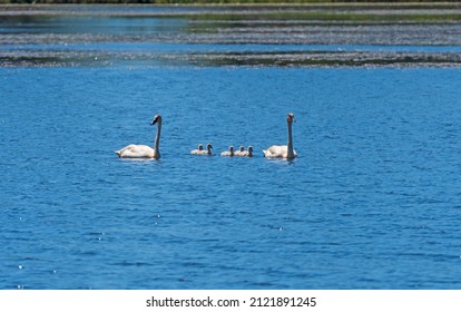 Trumpeter Swan Family Out for a Swim in the Seney Wildlife Refuge in Michigan - Shutterstock ID 2121891245