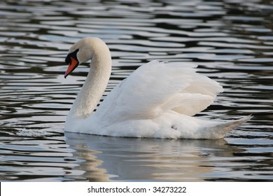 Trumpeter swan in Lakeland, Florida