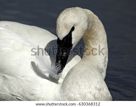 Trumpeter Swan playing with feather