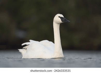 Trumpeter Swan resting at lakeside, it is huge white bird with long neck and all-black bill. Immatures dusky gray-brown with pink on bill. Forages in shallow, vegetated wetlands. - Powered by Shutterstock