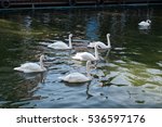 Trumpeter swan is swamming in canal at thailand