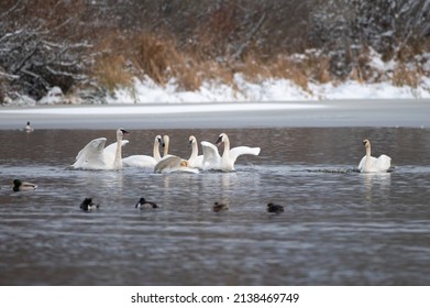 Trumpeter Swan Swimming On Icy Lake, They Are Huge White Birds With Long Neck And All-black Bill.