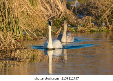 Trumpeter Swan Swimming On Icy Lake, It Is Huge White Bird With Long Neck And All-black Bill