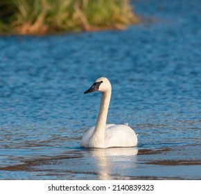 Trumpeter Swan Swimming On Icy Lake, It Is Huge White Bird With Long Neck And All-black Bill.