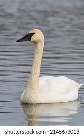 Trumpeter Swan Swimming On Icy Lake, It Is A Huge White Bird With Long Neck And All-black Bill. 