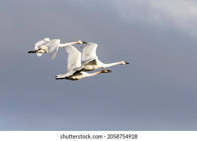 Trumpeter Swan Trio  Practice their Flying for Migration  in Alaska - Shutterstock ID 2058754928