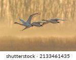 Trumpeter Swans (Cygnus buccinator) in flight at sunrise Riverlands Migratory Bird Sanctuary, West Alton, Missouri