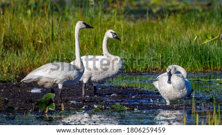 Trumpeter swans (Cygnus buccinator) on a small lake in Wisconsin during late summer, selective focus, background blur

