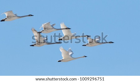 Trumpeter swans flying flock