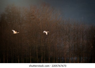 Trumpeter Swans Flying Over Skagit County Foliage