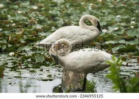 Trumpeter Swans on a Log in Lily Pad Covered Pond on a Summer Day