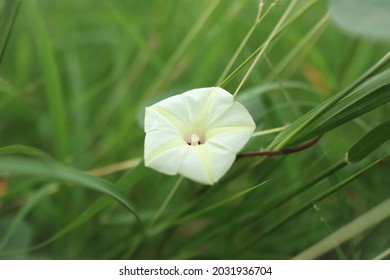 Trumpet-shaped Flower Of Tropical White Morning Glory (Ipomoea Alba).