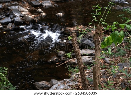 truncated tree trunks over a brook.                               