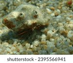 Trunculus murex (Hexaplex trunculus) shell with Mediterranean rocky shore hermit crab (Clibanarius erythropus) undersea, Aegean Sea, Greece, Halkidiki