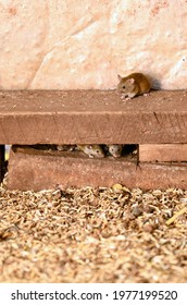 Trundle, NSW, Australia. May 2021. Mouse Plague In Central New South Wales, Australia.