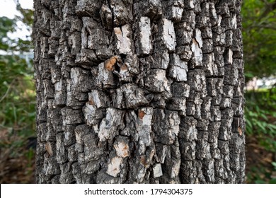 Trunk Of American Persimmon Tree Or Diospyros Virginiana. Old Tree Bark Texture.