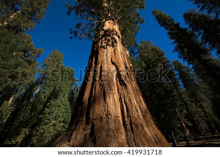 the trunk of an ancient sequoia tree in California 