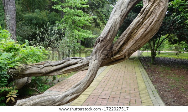 trunk-ancient-tree-wisteria-polychrome-600w-1722027517.jpg