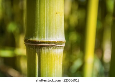 309,422 Bamboo closeup Images, Stock Photos & Vectors | Shutterstock