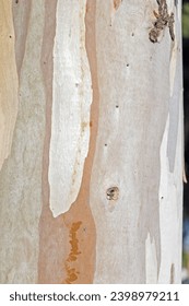 Trunk and bark of eucalyptus trees.
