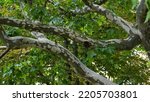 The trunk, bark, leaves and fruits of Platanus occidentalis, also known as the American, London plane tree. Bark of the sycamore tree. Maple. Sycamore. Different colors of the tree trunk. Platan.