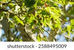 The trunk, bark, leaves and fruits of Platanus occidentalis, also known as the American, London plane tree. Bark of the sycamore tree. Maple. Sycamore. Different colors of the tree trunk. Platan.