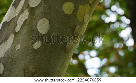 The trunk, bark, leaves and fruits of Platanus occidentalis, also known as the American, London plane tree. Bark of the sycamore tree. Maple. Different colors of the tree trunk. Platan Hispanica. n