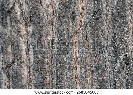 Trunk bark texture of an ancient, colossal Black Poplar (Populus nigra) for design background