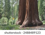 Trunk bases of two giant sequoias at Mariposa Grove of Giant Sequoias in Yosemite National Park, California