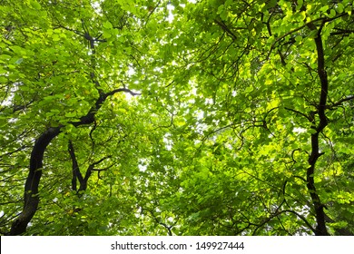 13,385,291 Green tree background Stock Photos, Images & Photography