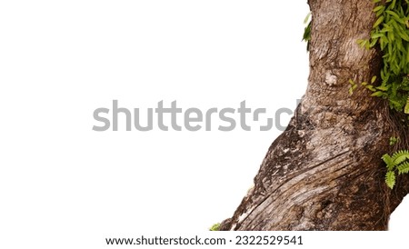 the trunk of a big tree white background