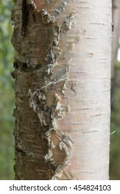 trunk of a birch